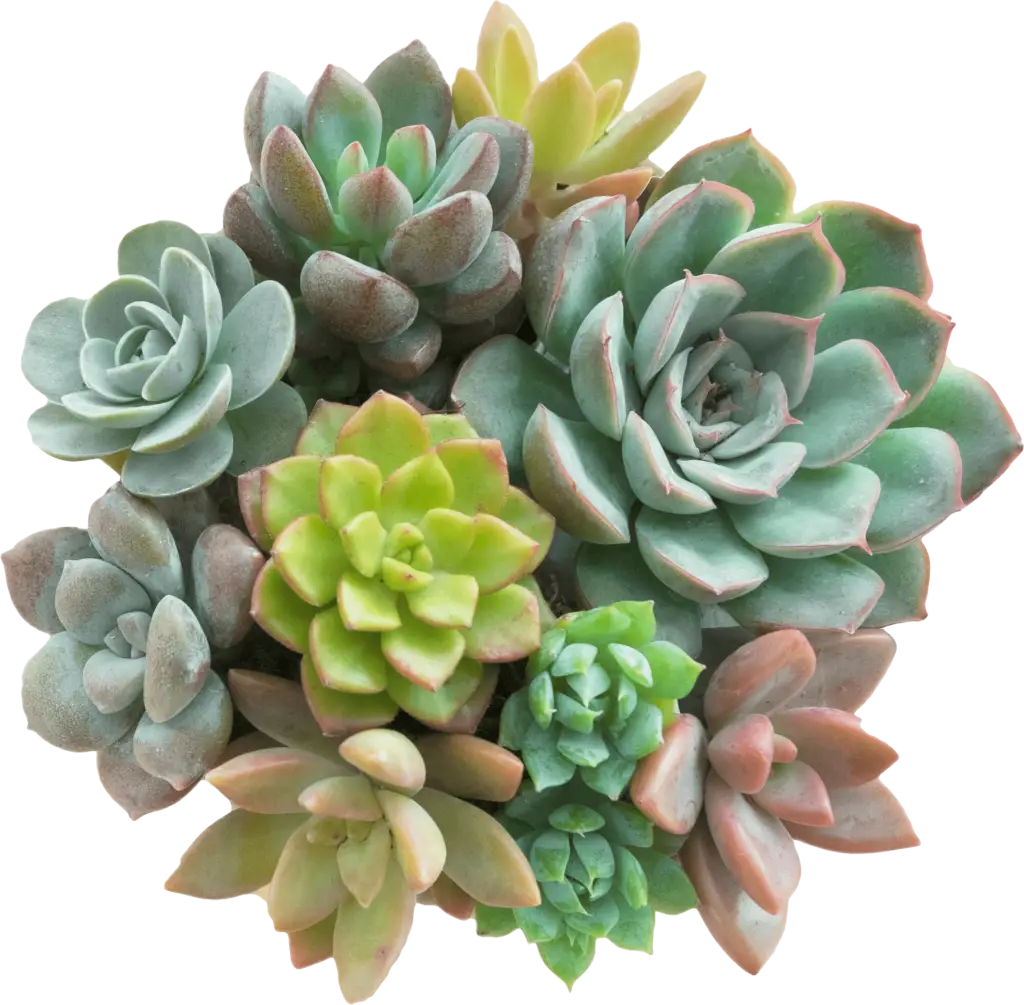 succulent